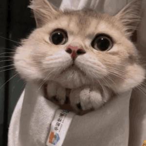 亚洲AV成人无码网站
